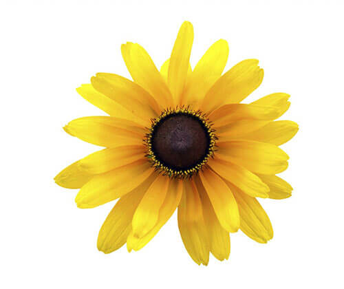 Black-Eyed Susan